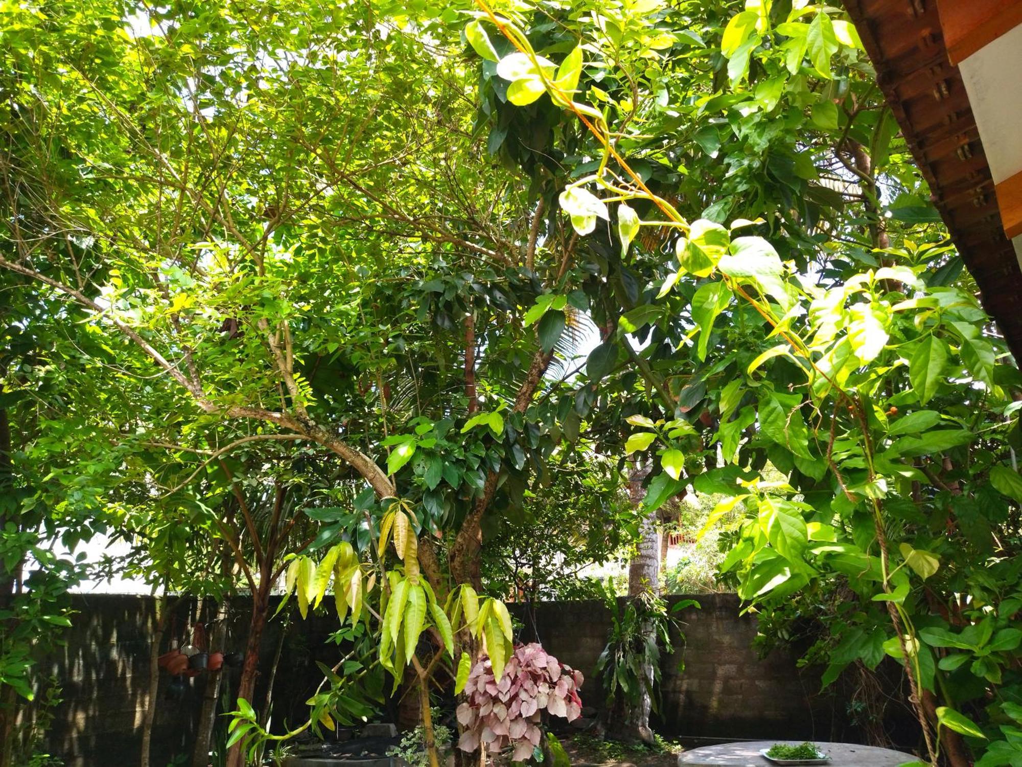 Mango Villa 703 Hikkaduwa Quarto foto